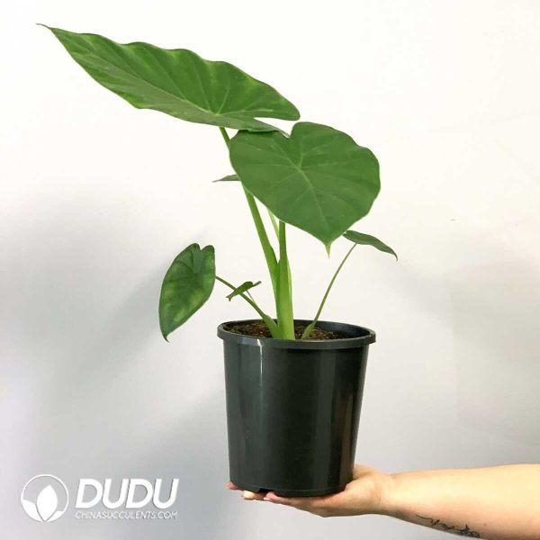 1756131995-1753170050-e201.jpg Alocasia cucullata(Seedling 100 pcs) - Image 1