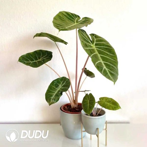 1756131997-1753170053-e201.jpg Alocasia 'AL26'(Seedling 100 pcs) - Image 1