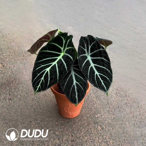 1756131999-1753170062-e201.jpg Alocasia 'Ninja'(Seedling 100 pcs) - Image 1