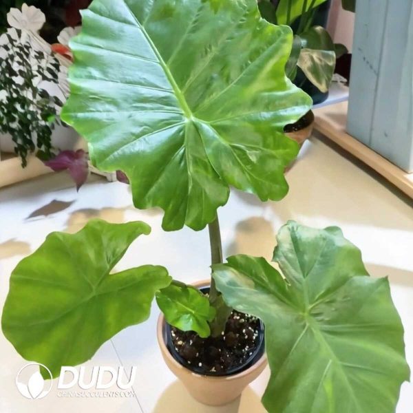 1756132001-1753170068-e201.jpg Alocasia sp.(Seedling 100 pcs) - Image 1