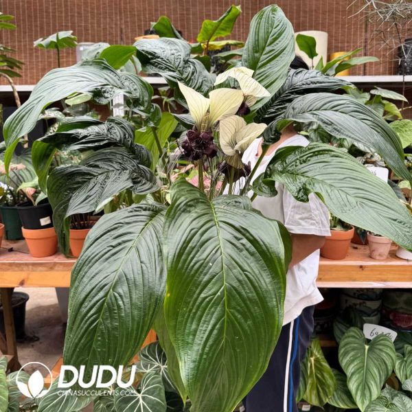 1756132003-1753170076-e201.jpg Tacca integrifolia(Seedling 100 pcs) - Image 1