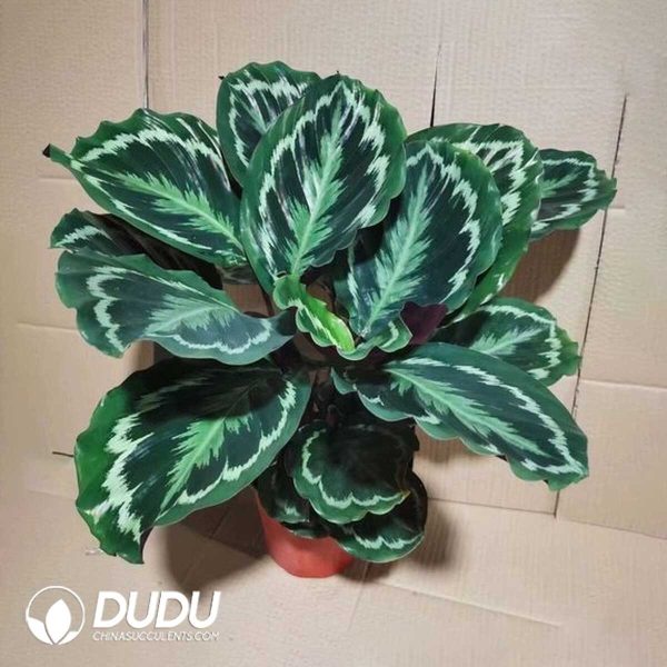 1756132004-1753170082-e201.jpg Calathea 'Medaillon'(Seedling 100 pcs) - Image 1