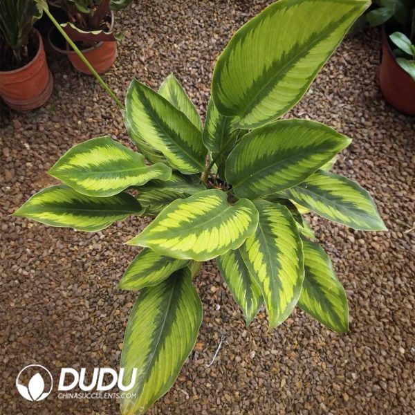 1756132012-1753170106-e201.jpg Calathea 'Beauty star'(Seedling 100 pcs) - Image 1