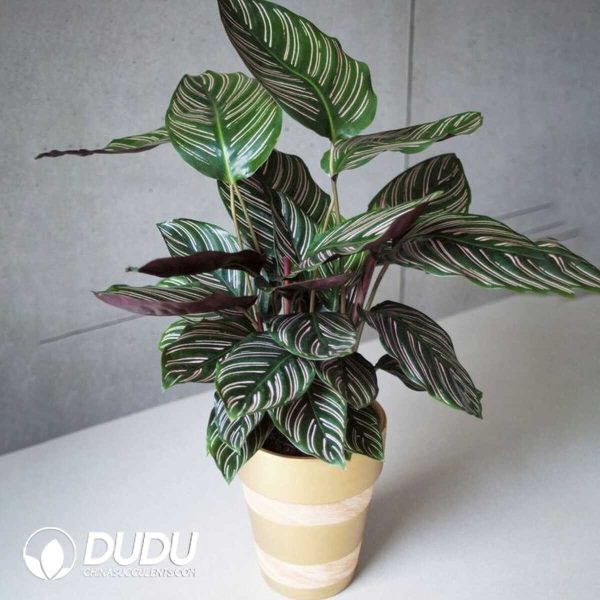 1756132013-1753170111-e201.jpg Calathea ornata 'Sanderiana'(Seedling 100 pcs) - Image 1