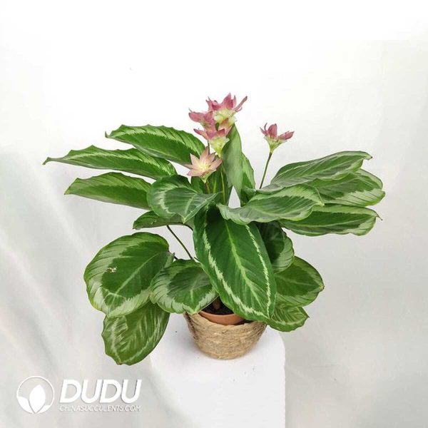 1756132015-1753170115-e201.jpg Calathea Bicajoux 'Gekko'(Seedling 100 pcs) - Image 1