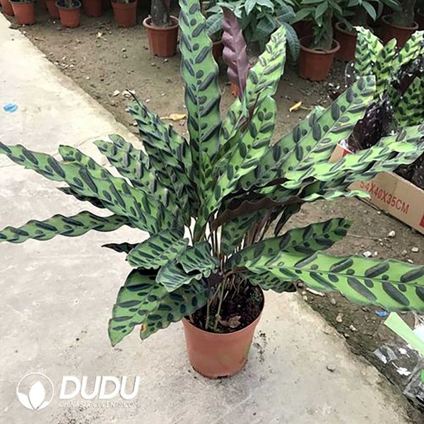 1756132017-1753170120-e201.jpg Calathea lancifolia/insignis(Seedling 100 pcs) - Image 1