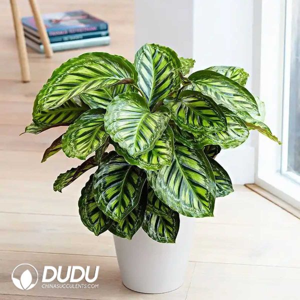 1756132019-1753170125-e201.jpg Calathea 'Flamestar'(Seedling 100 pcs) - Image 1