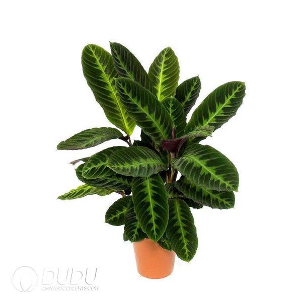 1756132021-1753170131-e201.jpg Calathea warszewiczii'Tigrina'(Seedling 100 pcs) - Image 1