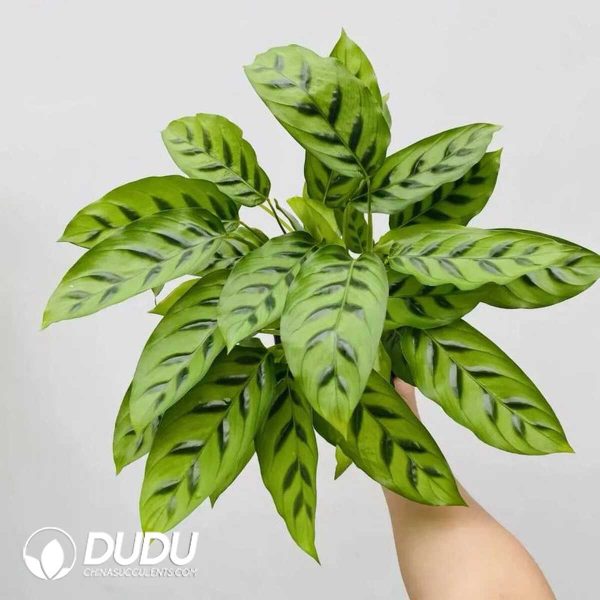 1756132025-1753170139-e201.jpg Calathea leopardina(Seedling 100 pcs) - Image 1