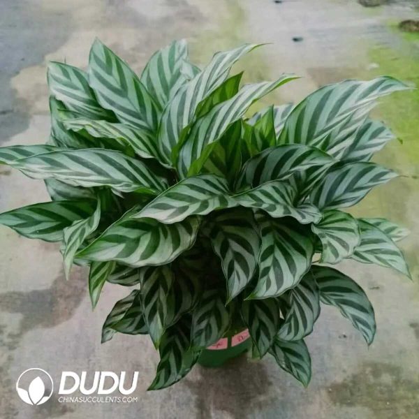 1756132027-1753170142-e201.jpg Calathea 'Freddie'(Seedling 100 pcs) - Image 1