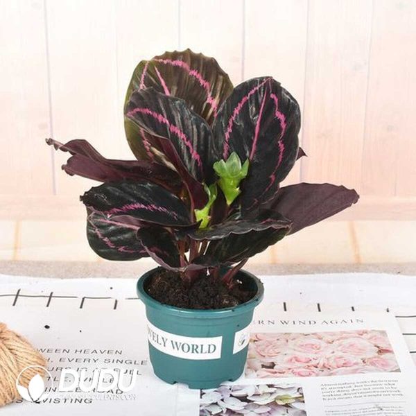 1756132028-1753170147-e201.jpg Calathea 'Princess Jessie'(Seedling 100 pcs) - Image 1