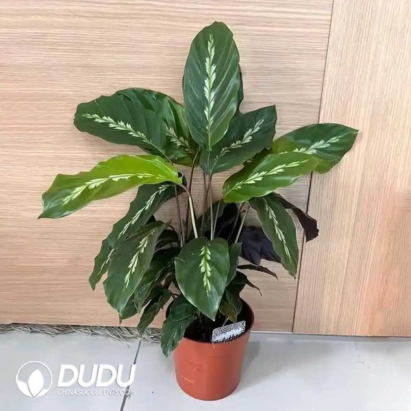 1756132030-1753170153-e201.jpg Calathea 'Maui Queen'(Seedling 100 pcs) - Image 1