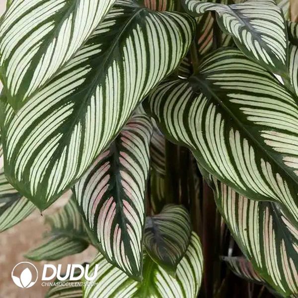 1756132032-1753170157-e201.jpg Calathea majestica'White Star'(Seedling 100 pcs) - Image 1