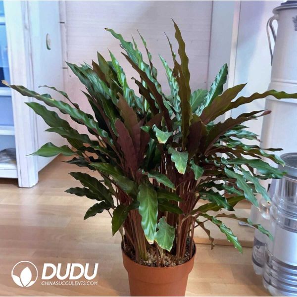 1756132034-1753170161-e201.jpg calathea rufibarba(Seedling 100 pcs) - Image 1