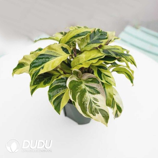 1756132036-1753170168-e201.jpg Calathea 'Thai Beauty'(Seedling 100 pcs) - Image 1