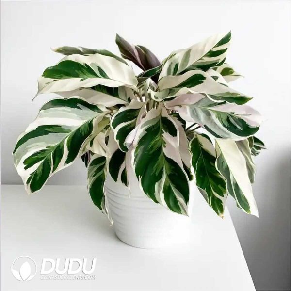 1756132040-1753170180-e201.jpg Calathea 'Fusion White'(Seedling 100 pcs) - Image 1