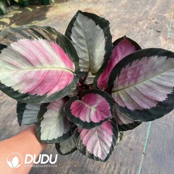 1756132042-1753170185-e201.jpg Calathea 'C042'(Seedling 100 pcs) - Image 1