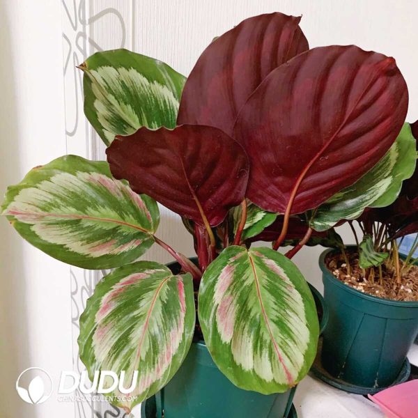 1756132045-1753170189-e201.jpg Calathea roseopicta(Seedling 100 pcs) - Image 1