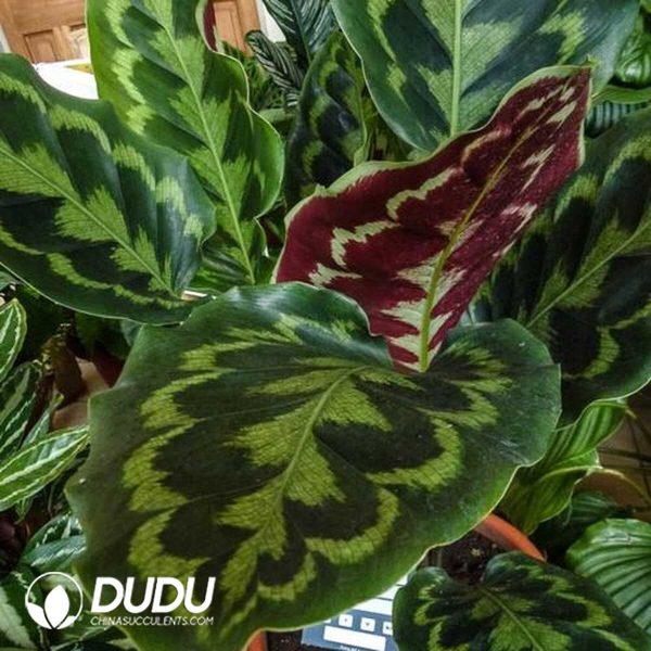 1756132046-1753170195-e201.jpg Calathea 'C058'(Seedling 100 pcs) - Image 1