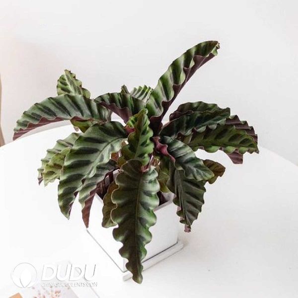 1756132048-1753170211-e201.jpg Calathea Gandersii(Seedling 100 pcs) - Image 1
