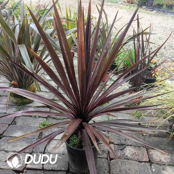 1756132050-1753170226-e201.jpg Cordyline 'Red Sensation'(Seedling 100 pcs) - Image 1