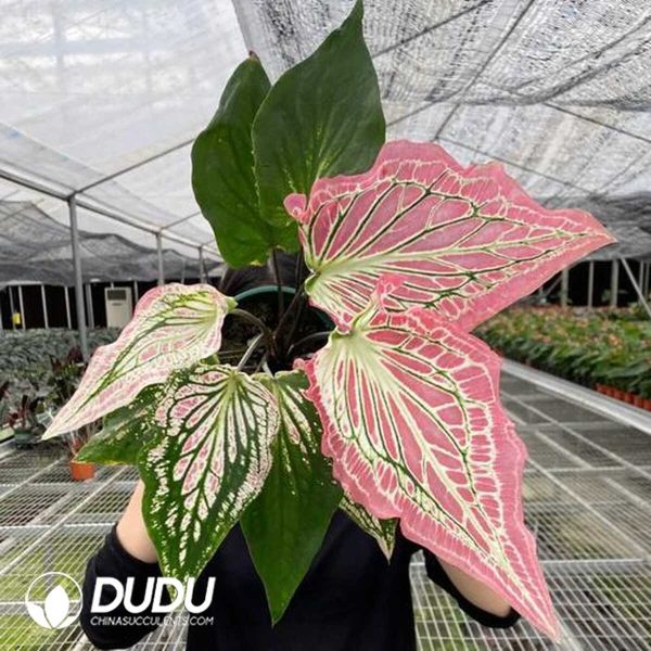 1756132051-1753170236-e201.jpg Caladium 'Thai Beauty'(Seedling 100 pcs) - Image 1