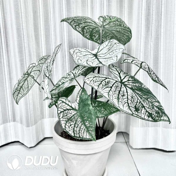 1756132053-1753170242-e201.jpg Caladium 'White christmas'(Seedling 100 pcs) - Image 1