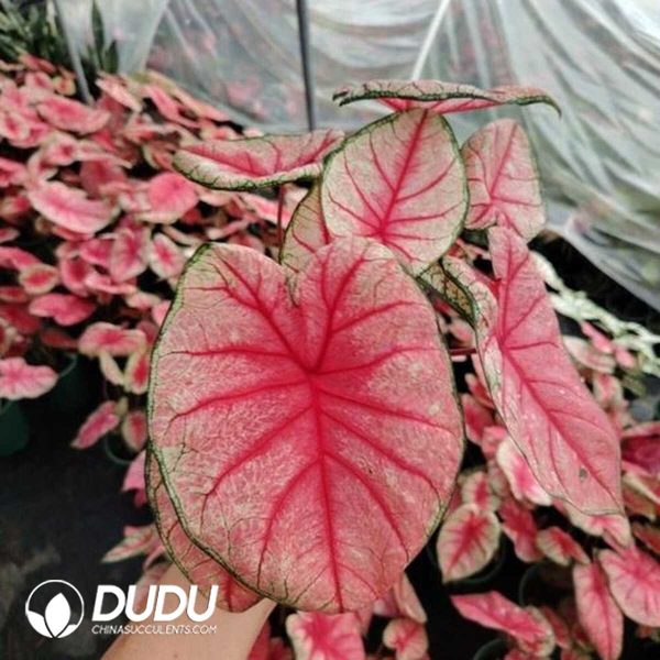 1756132055-1753170249-e201.jpg Caladium 'Radiance'(Seedling 100 pcs) - Image 1