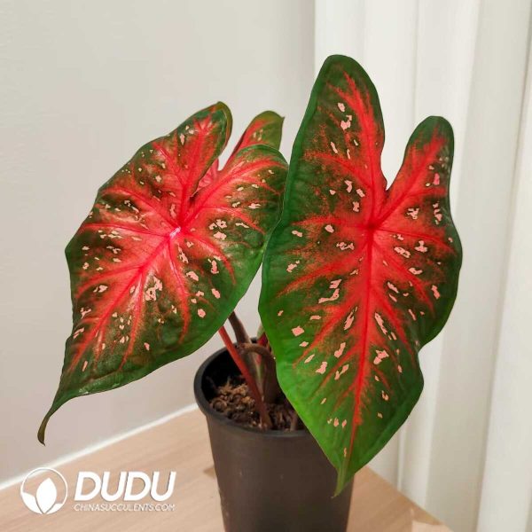 1756132057-1753170253-e201.jpg Caladium 'Red flash'(Seedling 100 pcs) - Image 1