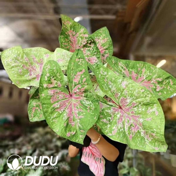 1756132059-1753170258-e201.jpg Caladium 'Carolyn whorton'(Seedling 100 pcs) - Image 1