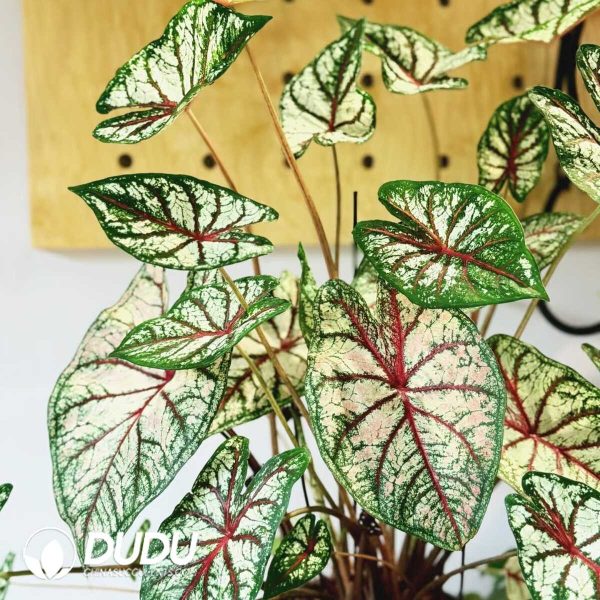 1756132060-1753170266-e201.jpg Caladium 'Tapestry'(Seedling 100 pcs) - Image 1