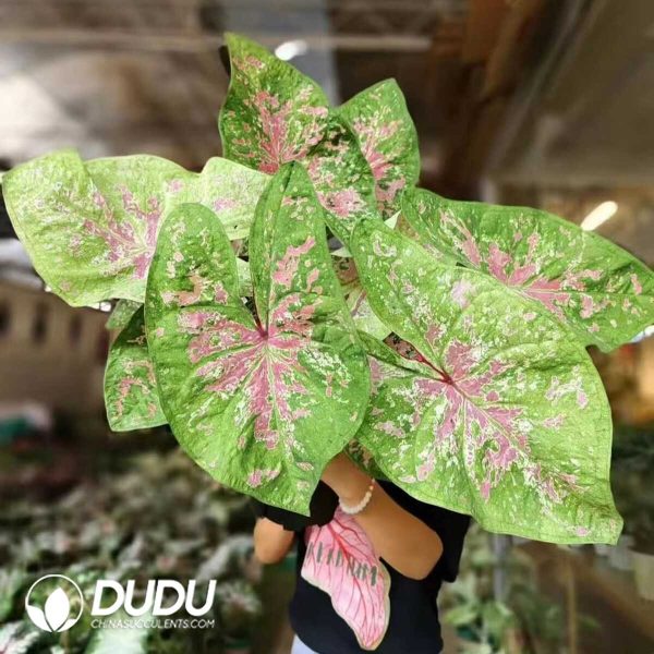 1756132062-1753170270-e201.jpg Caladium 'Seafoam pink'(Seedling 100 pcs) - Image 1