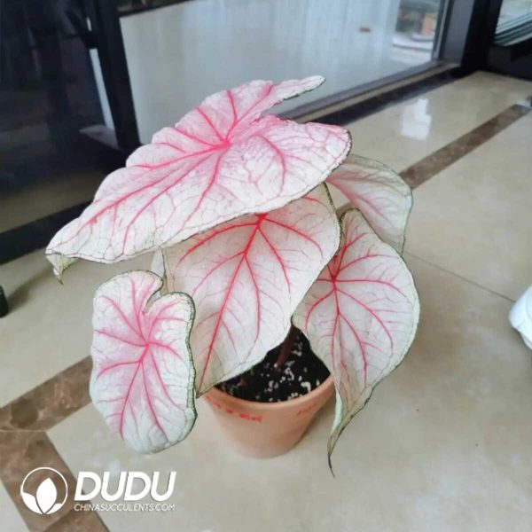 1756132064-1753170272-e201.jpg Caladium 'CM65'(Seedling 100 pcs) - Image 1