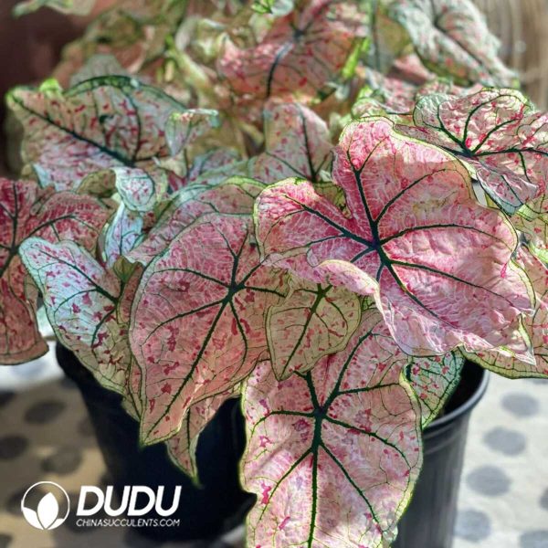1756132066-1753170275-e201.jpg Caladium 'Splash of wine'(Seedling 100 pcs) - Image 1