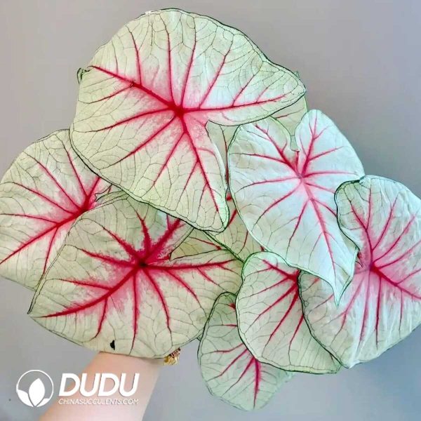 1756132068-1753170280-e201.jpg Caladium 'Fiesta'(Seedling 100 pcs) - Image 1