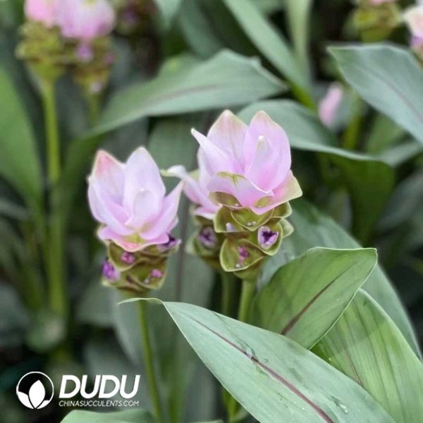 1756132070-1753170283-e201.jpg Curcuma 'CU07'(Seedling 100 pcs) - Image 1