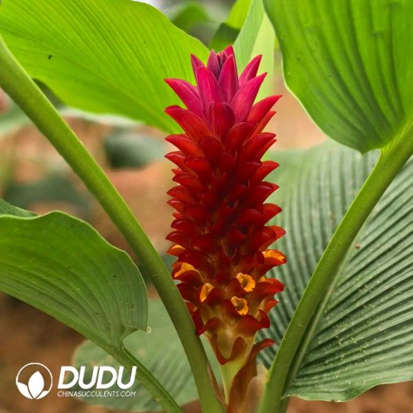 1756132071-1753170286-e201.jpg Curcuma 'CU12'(Seedling 100 pcs) - Image 1