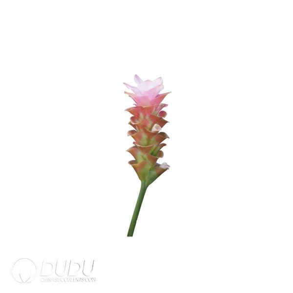 1756132073-1753170291-e201.jpg Curcuma 'Majeo Impress Orange'(Seedling 100 pcs) - Image 1