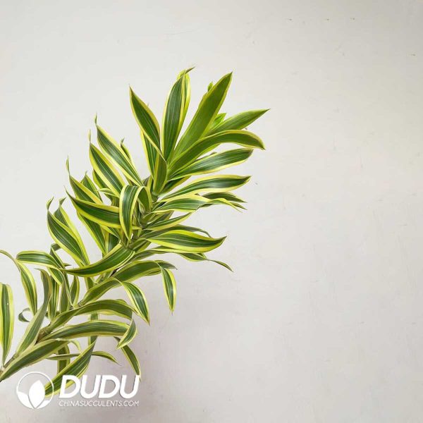 1756132077-1753170298-e201.jpg Dracaena reflexa 'Variegata'(Seedling 100 pcs) - Image 1