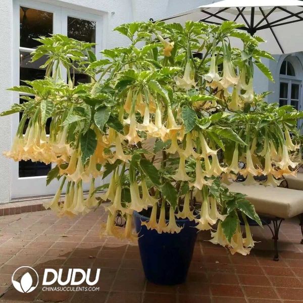 1756132079-1753170303-e201.jpg Datura 'DI01'(Seedling 100 pcs) - Image 1