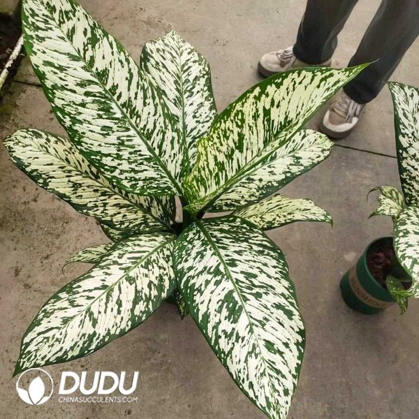 1756132080-1753170306-e201.jpg Dieffenbachia 'White blizzard'(Seedling 100 pcs) - Image 1