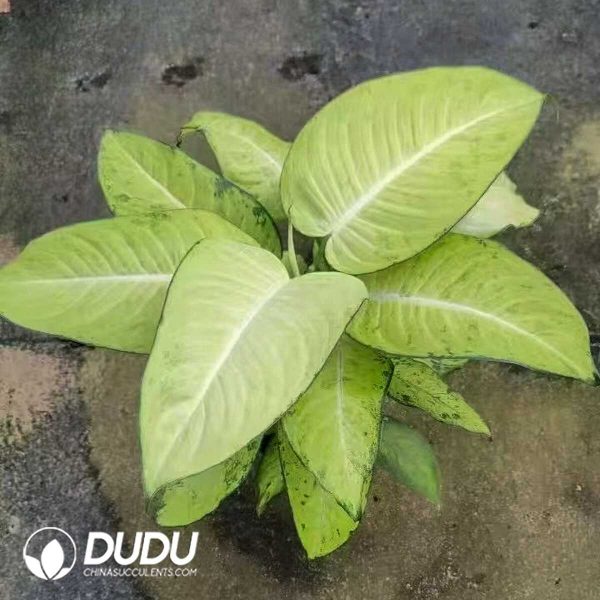 1756132084-1753170310-e201.jpg Dieffenbachia 'Avocado'(Seedling 100 pcs) - Image 1