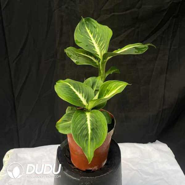 1756132087-1753170313-e201.jpg Dieffenbachia 'Sterling'(Seedling 100 pcs) - Image 1