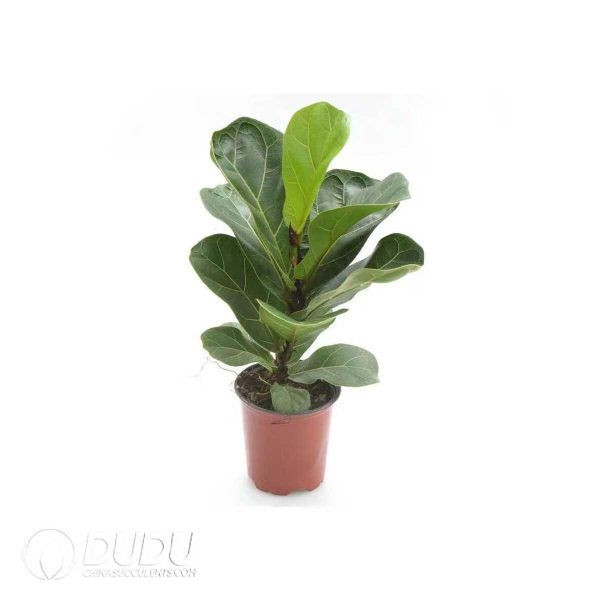 1756132089-1753170316-e201.jpg Ficus lyrata(Seedling 100 pcs) - Image 1