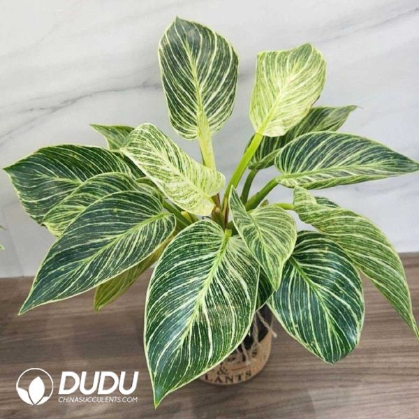 1756132091-1753170319-e201.jpg Philodendron 'White Wave'(Seedling 100 pcs) - Image 1