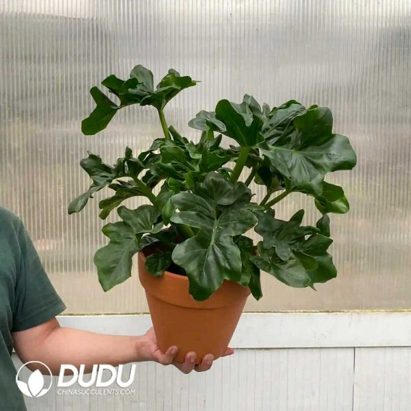 1756132092-1753170322-e201.jpg Philodendron 'Atom'(Seedling 100 pcs) - Image 1