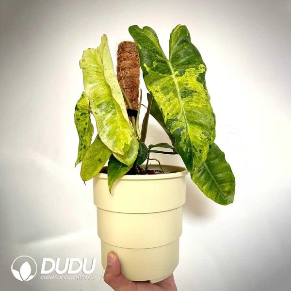 1756132094-1753170326-e201.jpg Philodendron 'Paraiso Verde'(Seedling 100 pcs) - Image 1