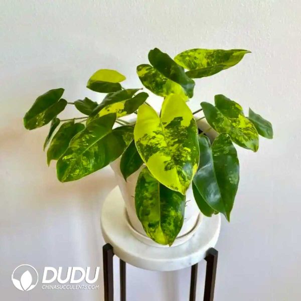 1756132096-1753170329-e201.jpg Philodendron 'Burle Marx' Albo Variegata(Seedling 100 pcs) - Image 1