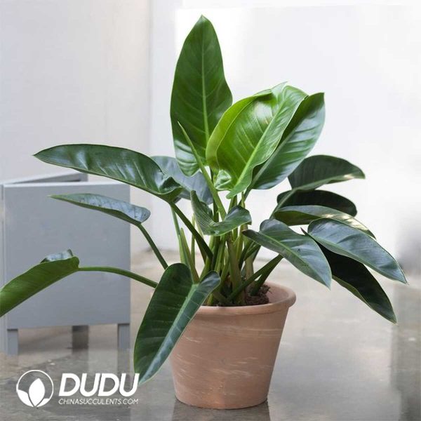 1756132098-1753170332-e201.jpg Philodendron 'Imperial Green'(Seedling 100 pcs) - Image 1