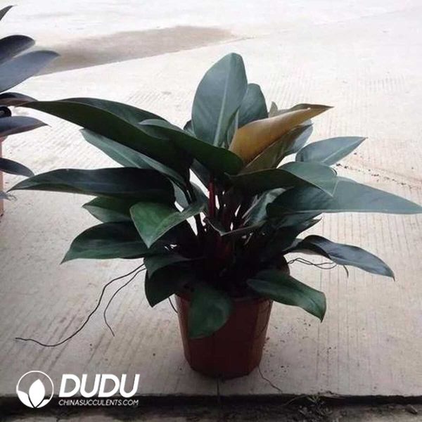 1756132100-1753170335-e201.jpg Philodendron 'Imperial Red'(Seedling 100 pcs) - Image 1